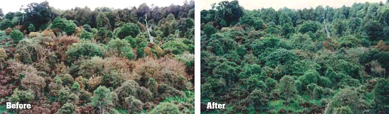 Before: Damage to native fuchsia from possums in the Manawatu-Wanganui region. After: 9 weeks of vegetation recovery following possum control. (photo: Horizons Regional Council).