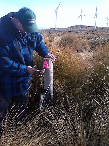 Peter Leask installing a possum trap at Flat Hill Wind Farm.