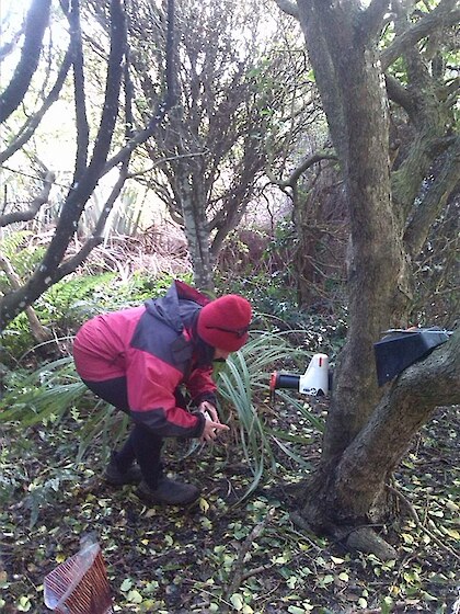 Estelle Leask installing a Goodnature Possum trap.