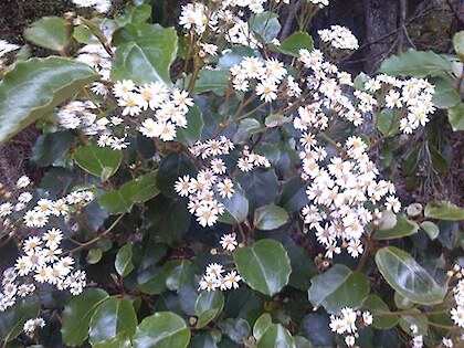 Flower Oleria (Akeake)